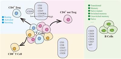 Causal relationships between CD25 on immune cells and hip osteoarthritis